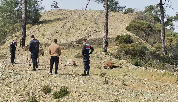 Ne istediniz bu hayvanlardan