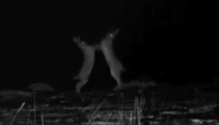 Zifiri karanlıkta tavşanların yumruklu kavgası