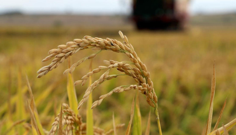 Çiftçiler Edirne'den kötü haberi verdi! Fiyat belirlenmezse...