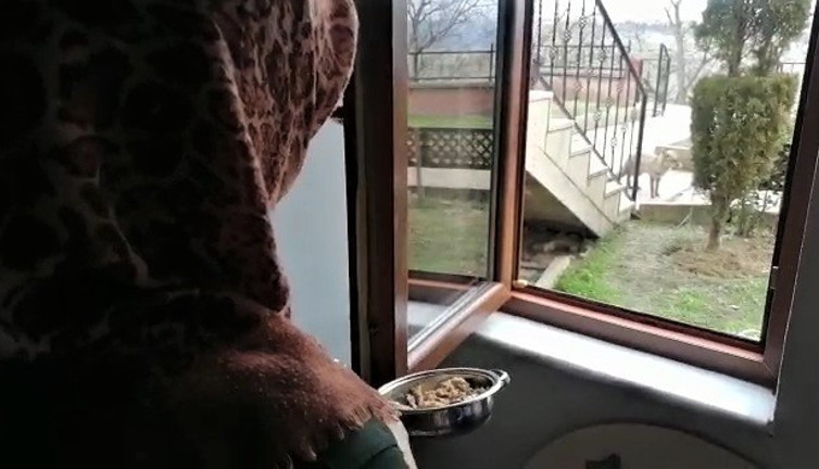 Hediye Hanım evinin önüne gelen vahşi tilkiyi köpek gibi besledi