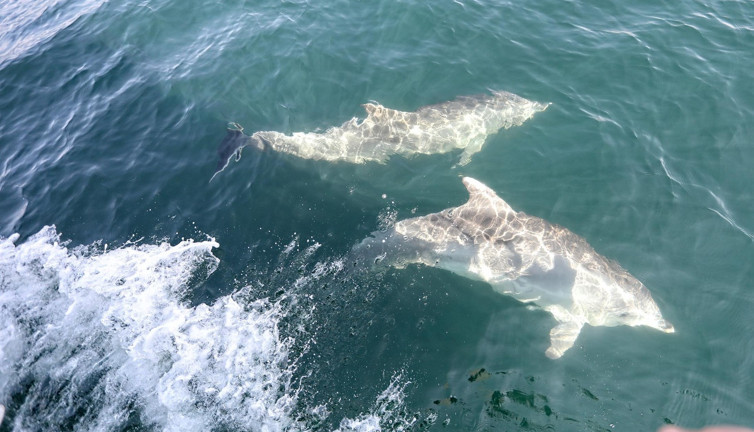 Yunusların dansı renkli anlara sahne oldu