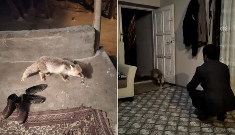 Dünya dönüyorsa bu iyi insanların sayesinde dönüyor! Yiyecek arayan tilkiyi muhtar evinde ağırladı...