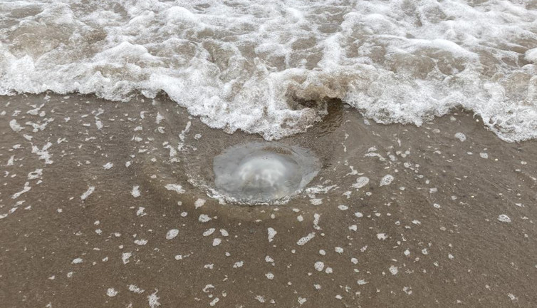 Akdeniz kıyılarında büyük kabus