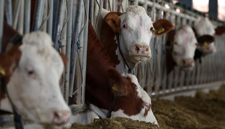 Denizli’de 'şap' karantinası: Hayvan giriş çıkışı kısıtlandı