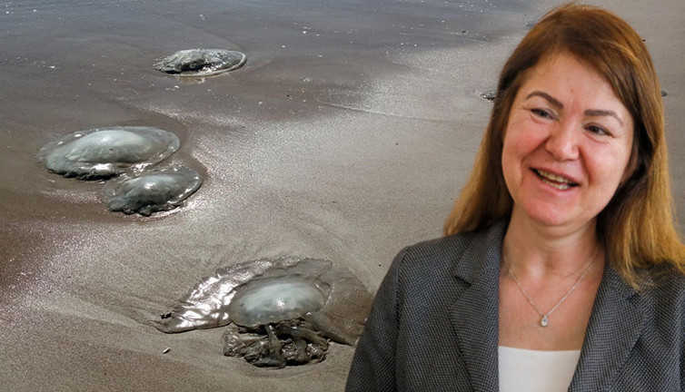 Prof. Dr. Korun denizanası kabusunun biteceği tarihi açıkladı! Sakın dokunmayın…