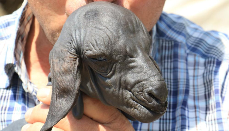 Böyle doğdu görenler şaştı kaldı