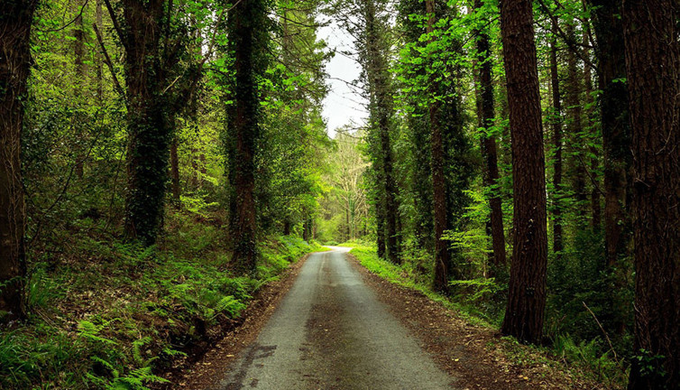 Manisa Orman İşletme Müdürlüğü orman yolu yaptıracak