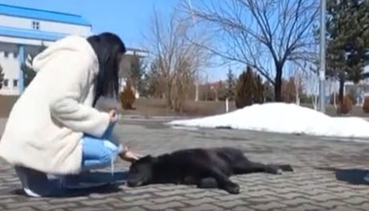 Üniversiteliler harçlıklarıyla aldıkları mamalarla köpekleri besledi