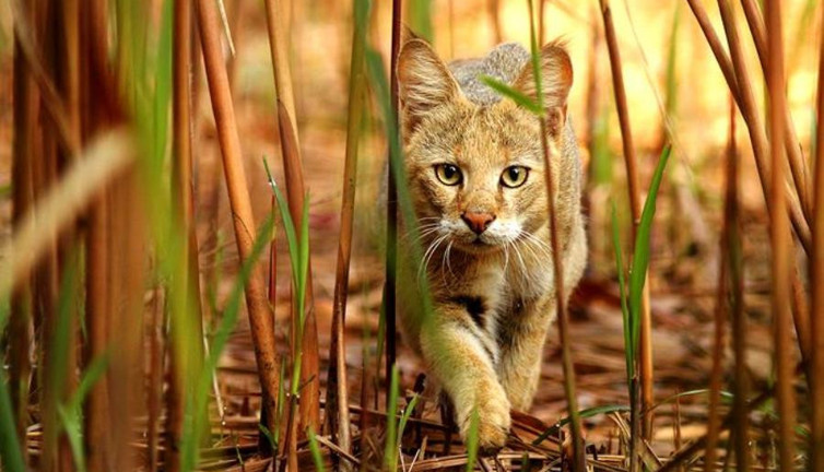 Neden avlanırken yaşlı, hasta ve sakat olan hayvanlar seçilir? Saz kedisi hakkında bilinmeyenler