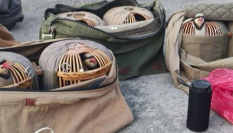 Kesilen ceza keklik avcılarına kafayı yedirdi