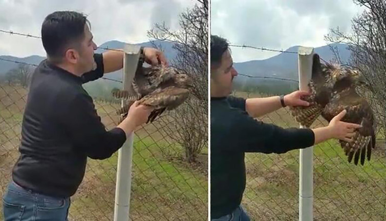 Tellere takılan şahin ölümden döndü