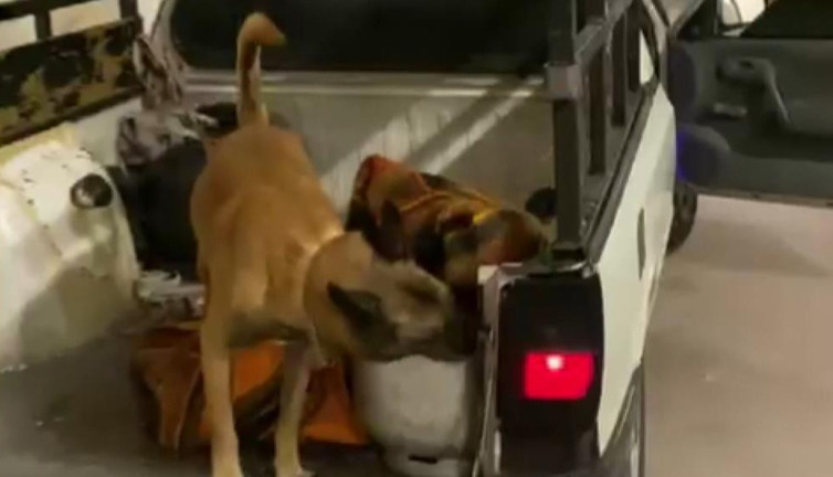 Bursa'da polis köpeği Galya mutfak tüpünün içinde 46 bin adet buldu