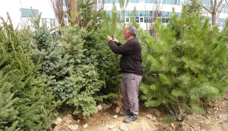 Baharın müjdecisi fidanların satışı başladı
