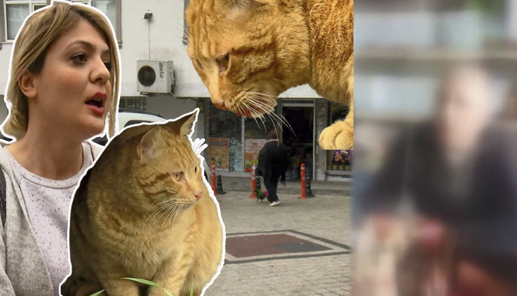 Hayvanseverleri çileden çıkaran iddia! 40 TL karşılığında çocuklara kedileri toplattı…