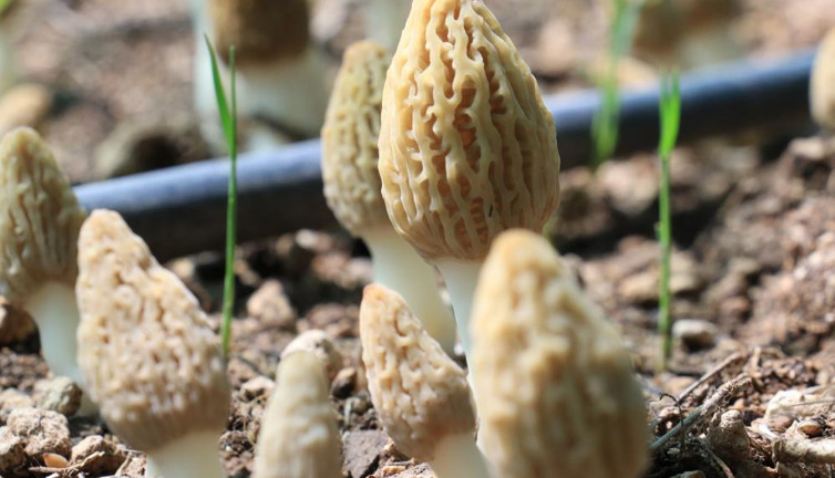 Kuzugöbeği Mantarı Fransa'da içine konulan pizzanın fiyatını 5'e katlıyor