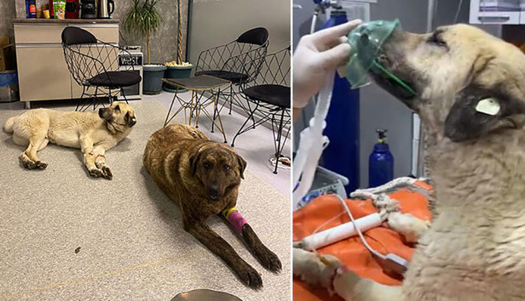 Vicdansızın yaptığına bak! ‘Dayı’ 4 gün arayla ikinci kez zehirlendi...