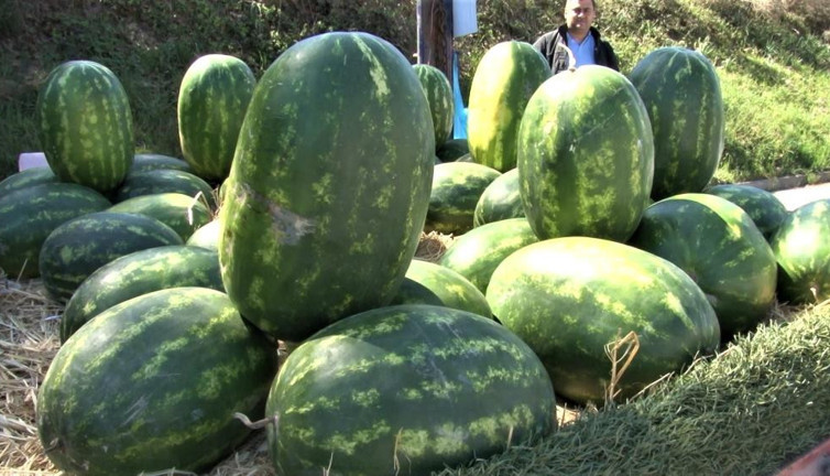 Karpuzun kilosu uçunca pratik zekasıyla çözümü böyle buldu