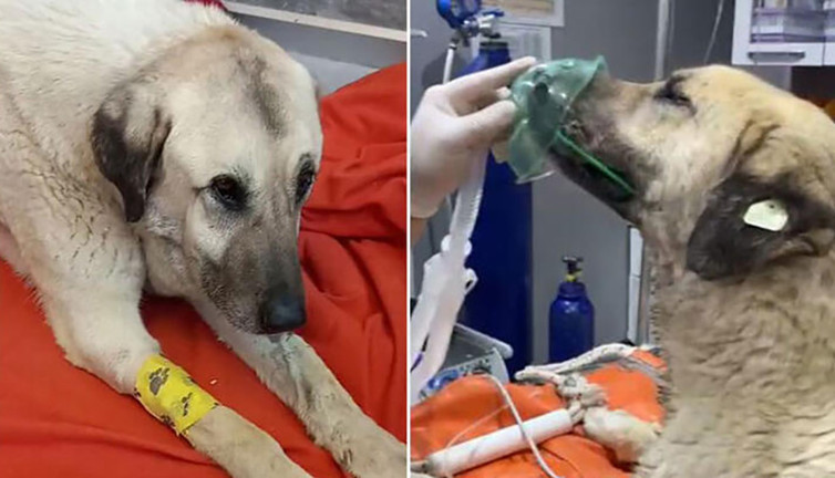 4 gün arayla yine zehirlenen 'Dayı' öldü