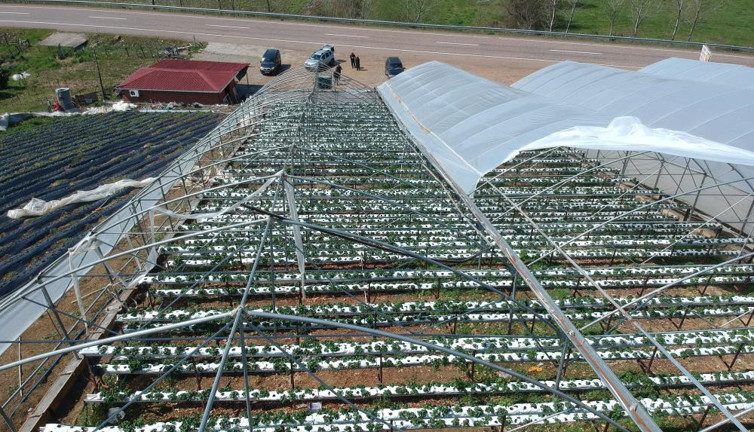 Fırtına çilek serasını uçurdu