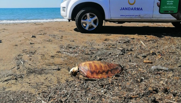 Antalya'da ölü caretta carettalar sahile vurdu