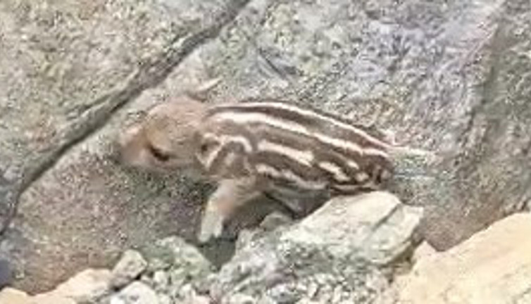 Pijamalı domuz güldürdü