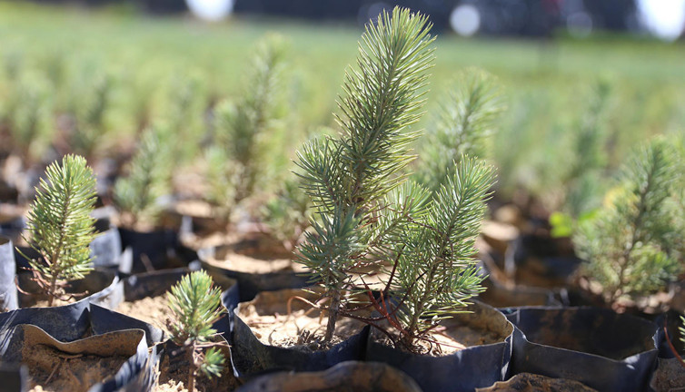 Yanan orman alanlarına 2 milyon fidan