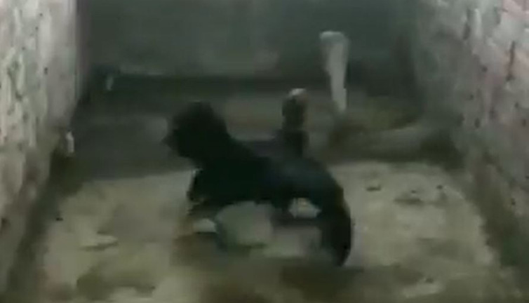 Yavrularını yiyecek Kobra yılanıyla tavuğun nefes kesen mücadelesi