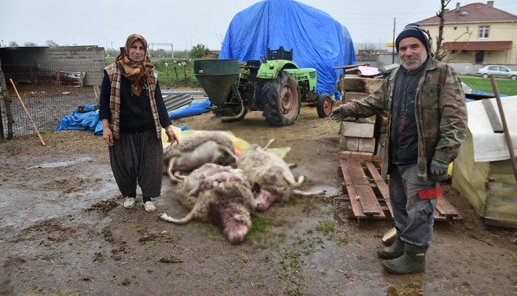 Kurtlar dehşet saçtı! Ahıra girdi, gördüğü manzara karşısında şok geçirdi