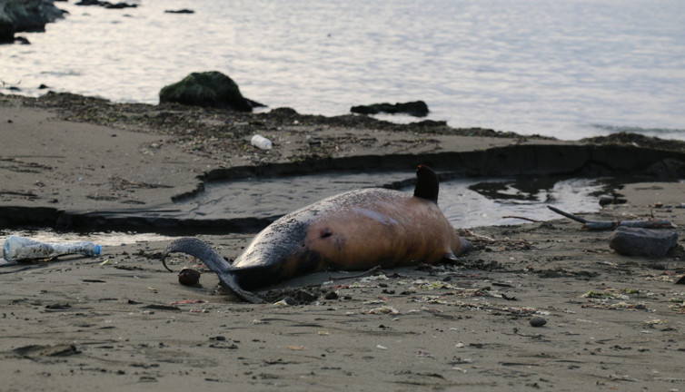 Bilim insanlarının söylemekten korktuğu gerçek! Şubat ayından beri 90'a yakını öldü...