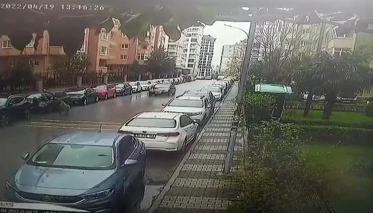 İstanbul'da terk edilen pitbull dehşeti