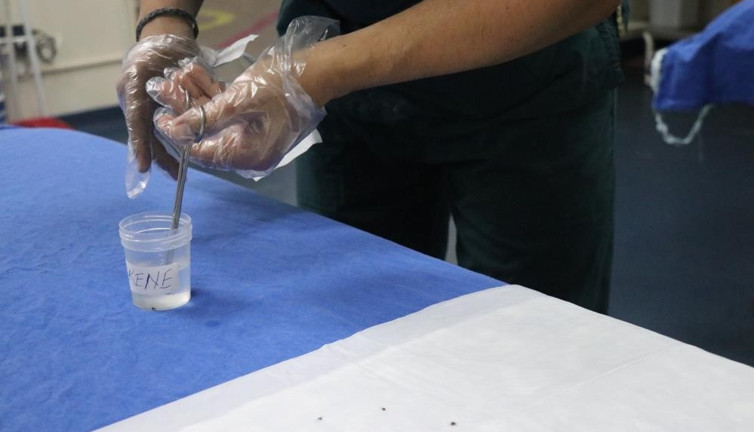 Yaz aylarının korkulu rüyası kene tutulmalarına karşı önemli uyarı