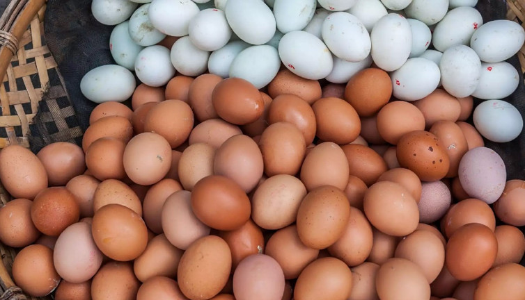 Yumurtalar neden rengine göre farklı fiyata satılır? Kahverengi yumurta beyazdan neden daha pahalı