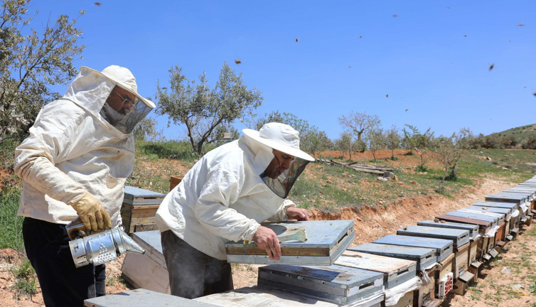 Arıcıların coğrafi işaret alan 'zahter balı' mesaisi