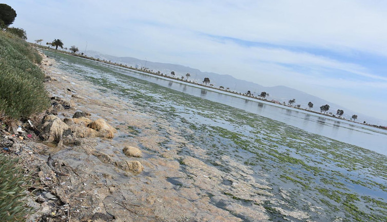 Çakalburnu Lagünü'nde yeşil kabus! Bu yıl da ortaya çıktı…
