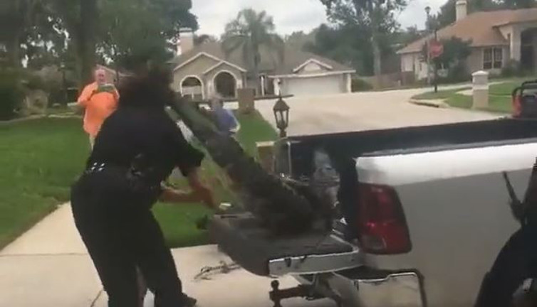 Bağlanan timsahtan polise okkalı kuyruk darbesi