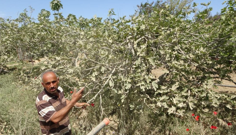 Üreticinin toz çilesi. Göz gözü görmüyor