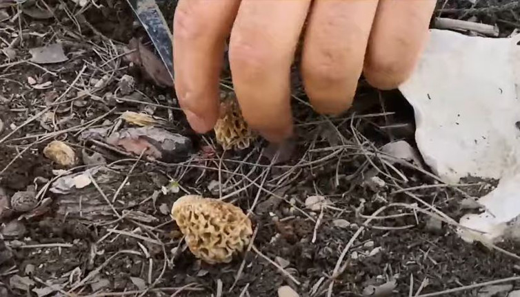 Kuzugöbeği mantarı için günde 20 kilometre yürüyüp 3 bin TL kazanıyorlar. İnanılır gibi değil