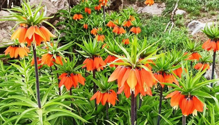 Ters lale çiçeğini görmek için tırmanıyorlar. Hemen solduğu için görene uğur getirdiğine inanılıyor. Ağlayan lale de deniyor