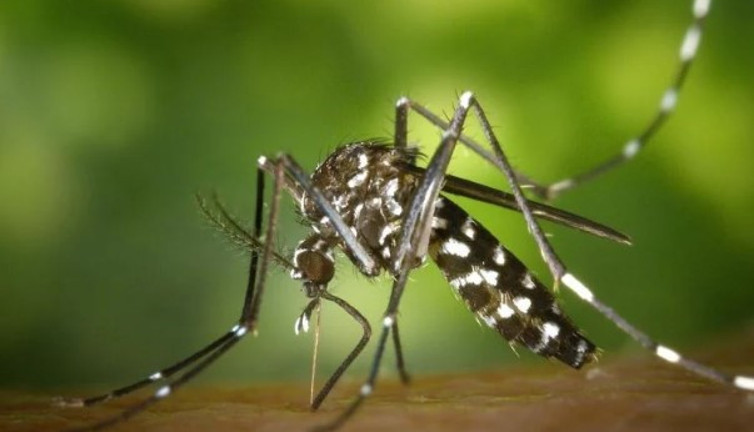 Asya kaplan sivrisineğine dikkat! Uzmanı açıkladı