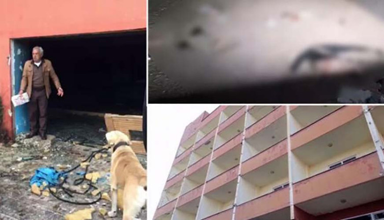 Şile'de eski otelin havuzu sokak hayvanlarına ölüm tuzağı oldu