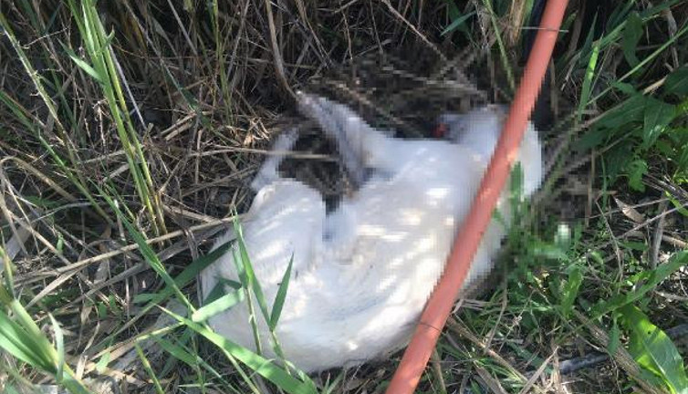 Dikili'de 5 köpeği zehirli sosisle öldürdüler