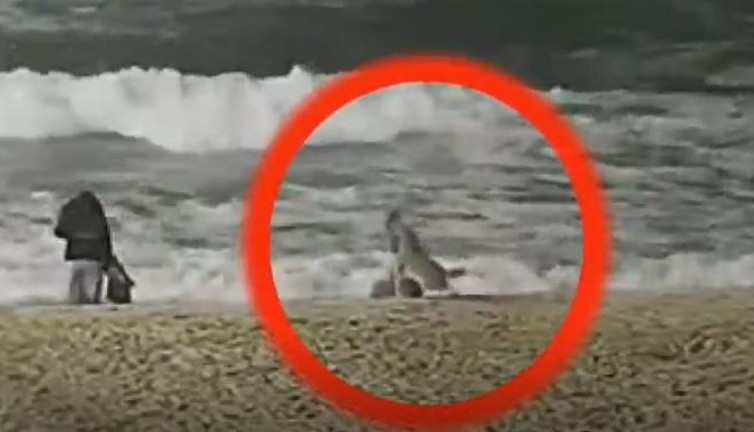 Çakal şehre indi çocuğu parçaladı polis kurşunu hayatını kurtardı