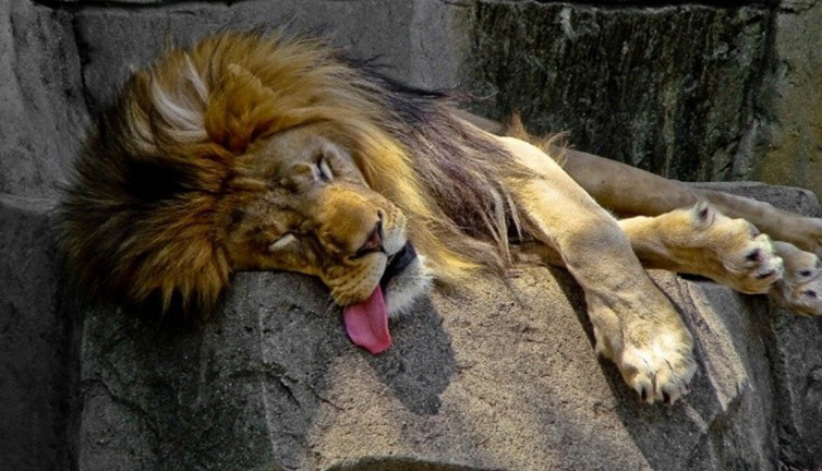 Uyku problemi olanlar bu görsellerle rahatlayacak. İşte uykucu o hayvanlar