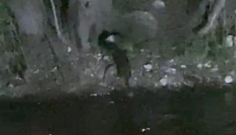 Nesli tükenme tehlikesinde olan su samurları görüntülendi