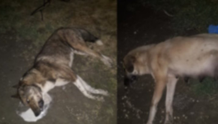 Sahipsiz köpekler zehirli tavuk etiyle öldürüldü