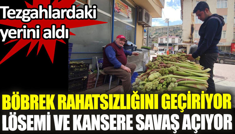 Işkın otu böbrek rahatsızlığını geçiriyor lösemi ve kansere savaş açıyor