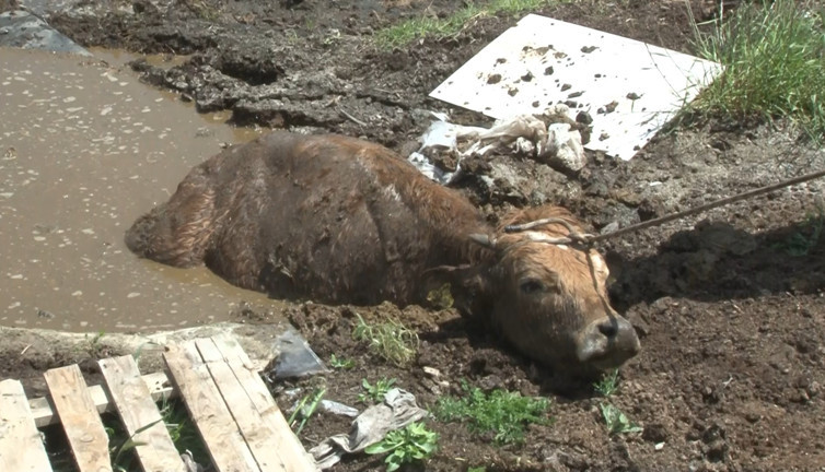 Bataklığa saplanan inek ve yavrusu kurtarıldı