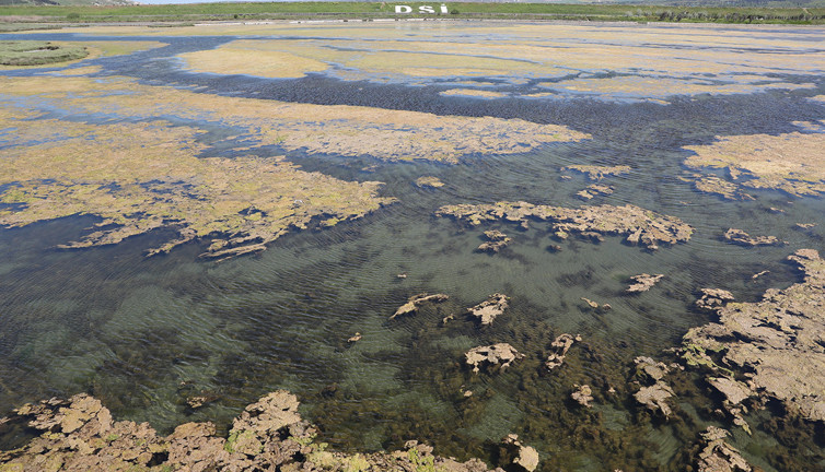 Yosunların sardığı Büyükçekmece gölü için uyarı