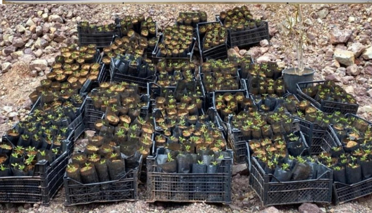 Plastik kasada kenevir yetiştiren şahıslar yakalandı