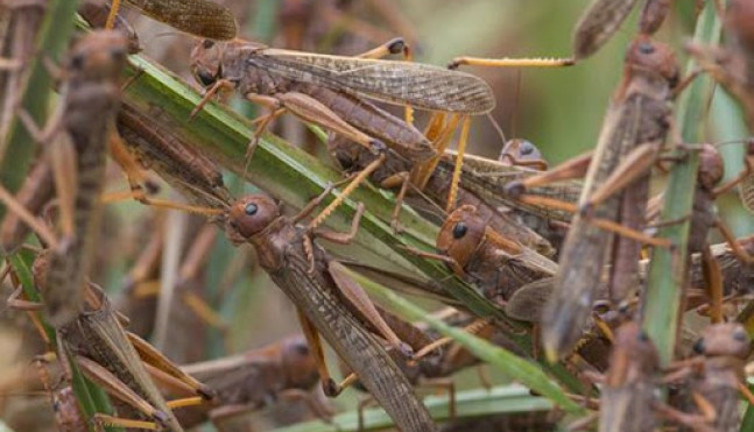 Antalya'da tarım arazilerine zarar veren çekirgelere karşı ilaçlama başlatıldı